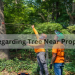 Ct Law Regarding Tree Near Property Line