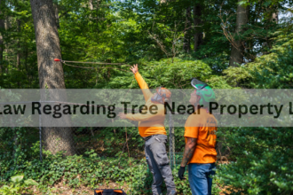 Ct Law Regarding Tree Near Property Line